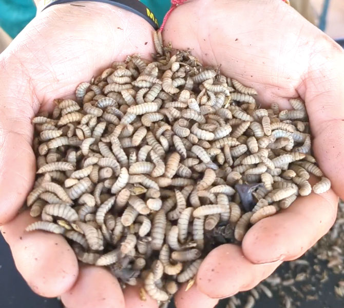 Black soldier flies used in sustainable waste processing